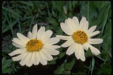 Sonnenblumen-Eselsohr 2