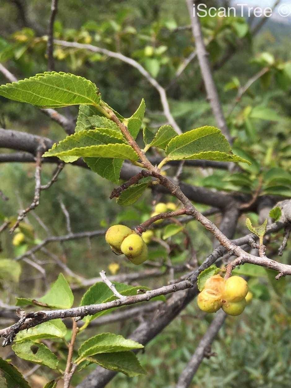 Grewia occidental 2