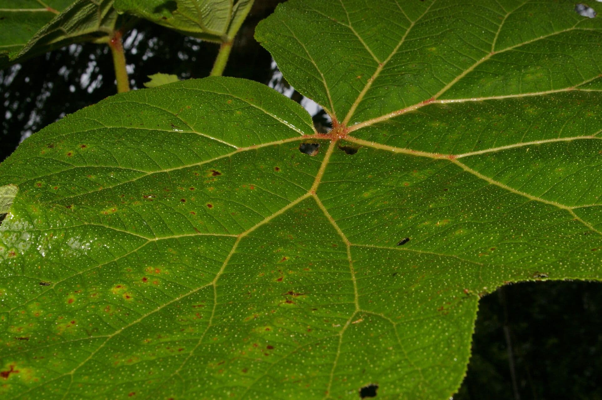 Begonia parviflora 6