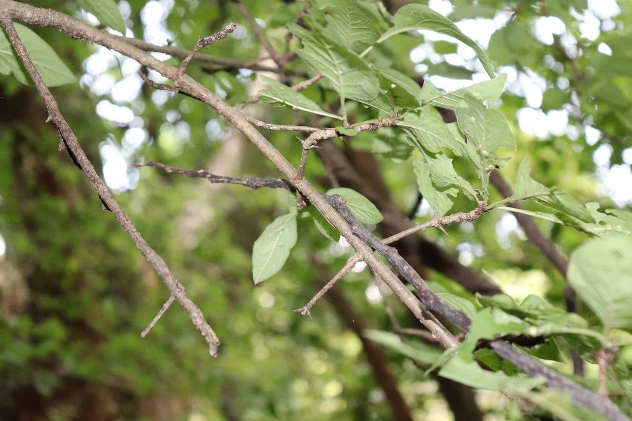 Chomelia spinosa 11