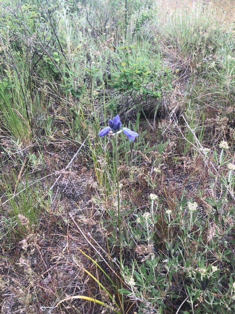Triteleia grandiflora 5