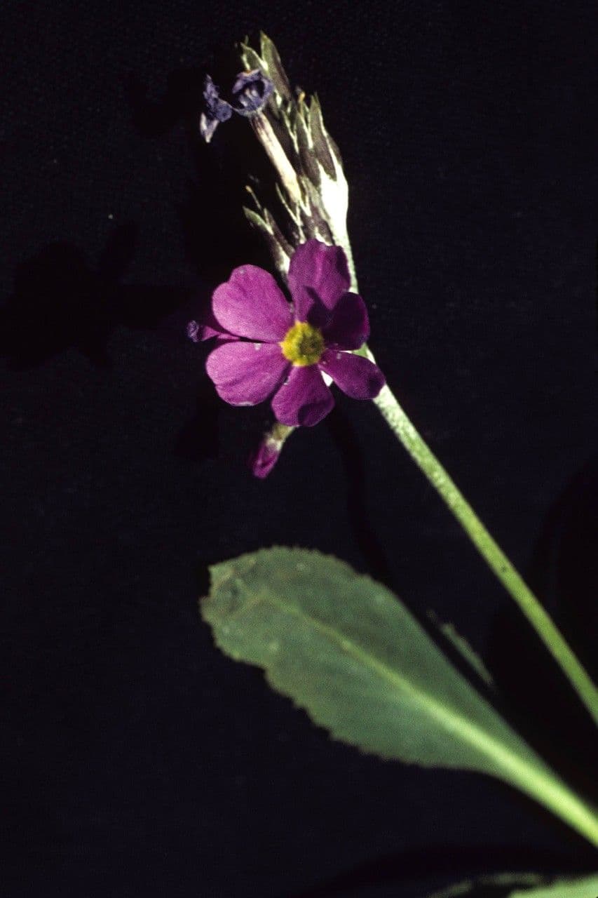 Primula di Rusby