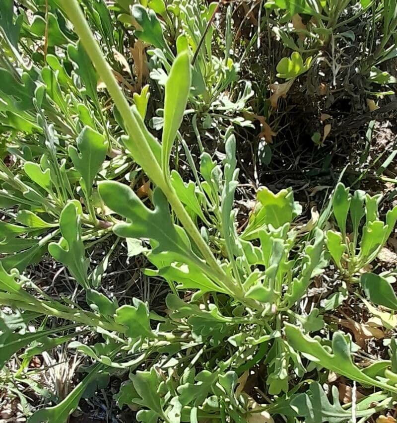 Gaillardia cabrerae 12