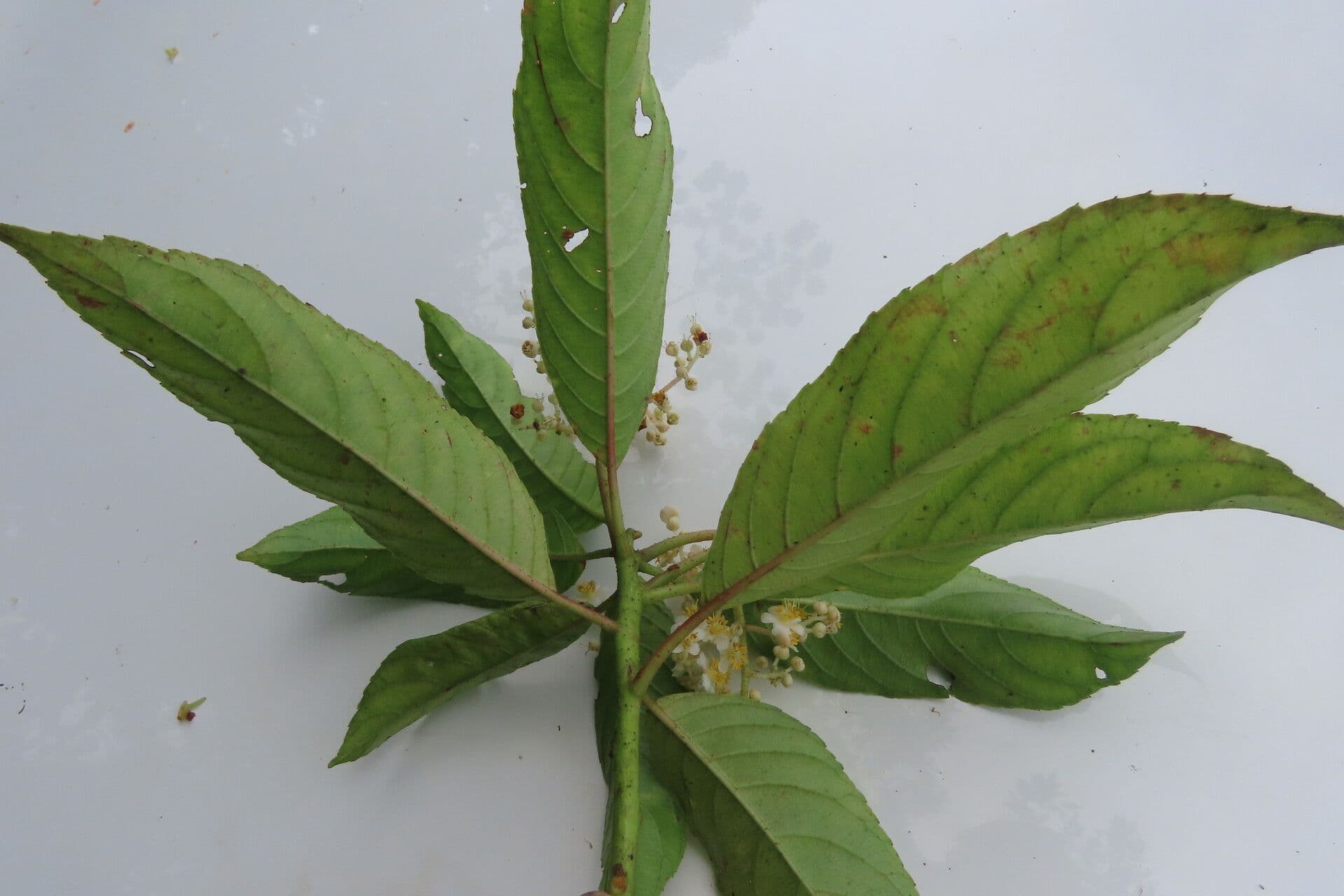 Saurauia 14