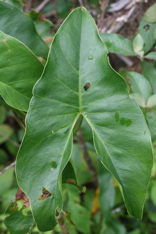 Montrichardia 6
