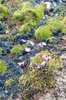 Utricularia 4