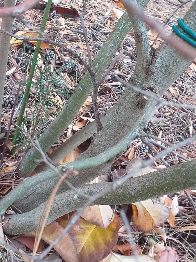 Lindera 7