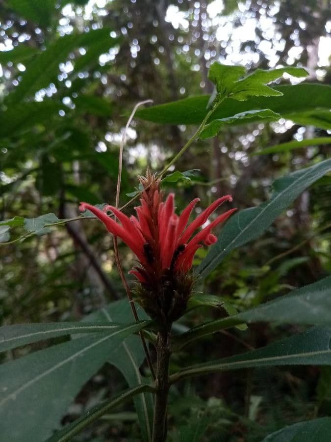 Aphelandra scabra 10