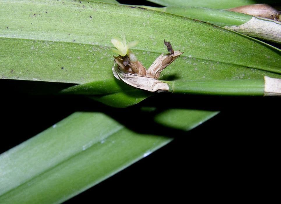 Scaphyglottis 3