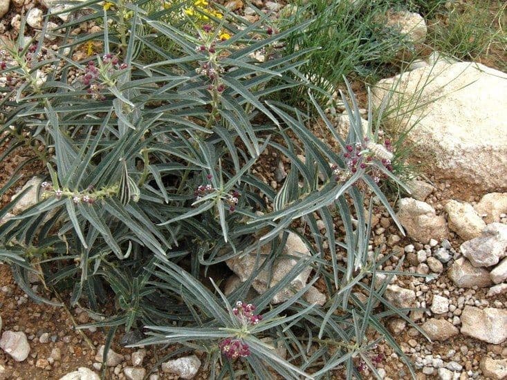 Asclepiade a corona corta 7