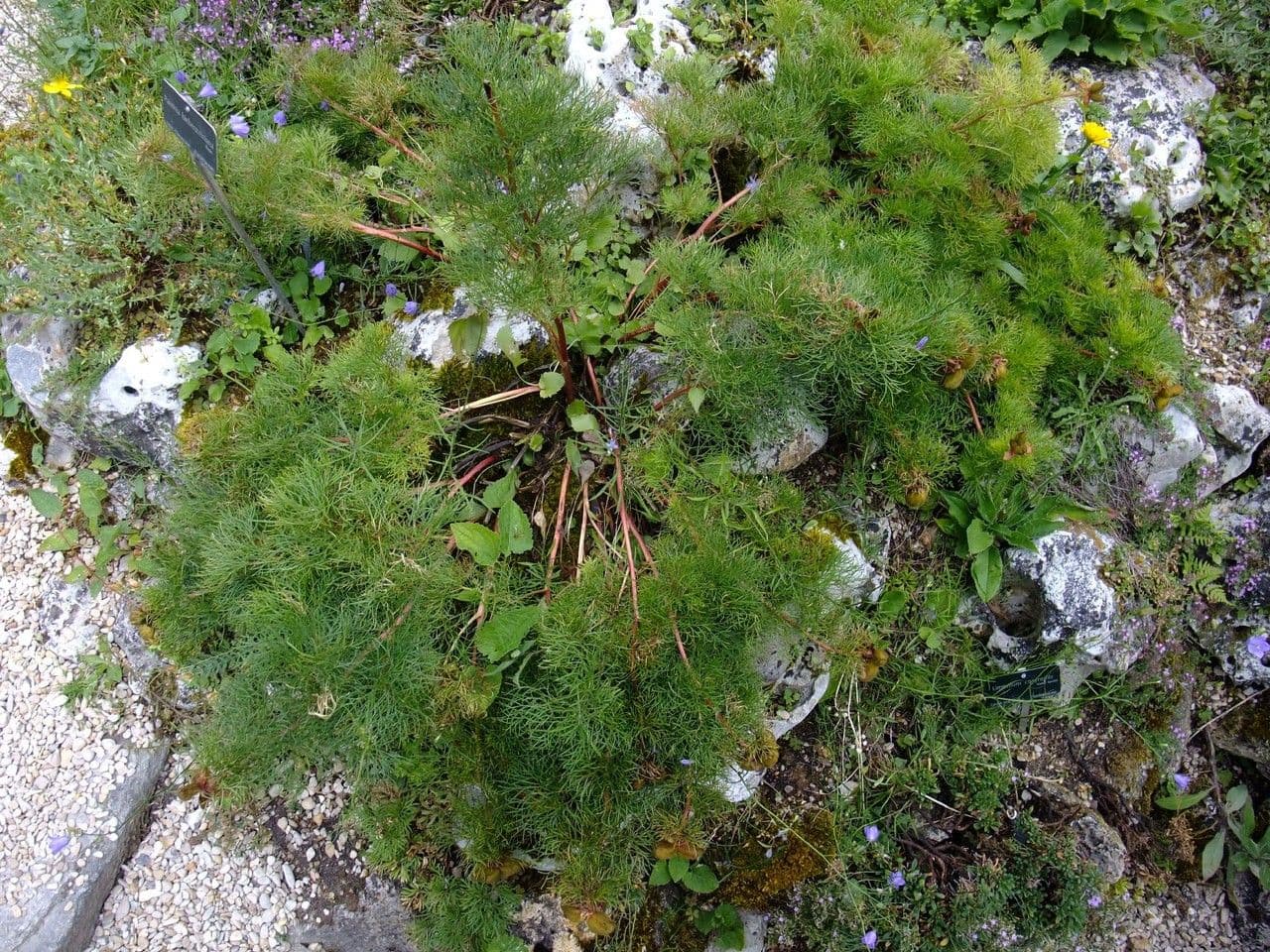 Schmalblättrige Pfingstrose 14