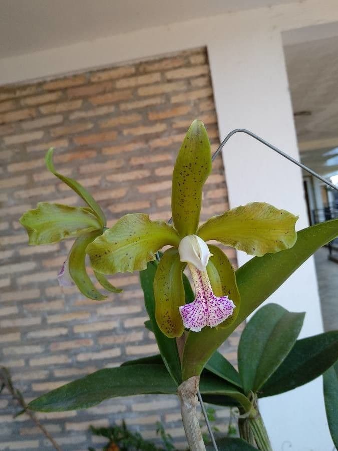 Cattleya 2