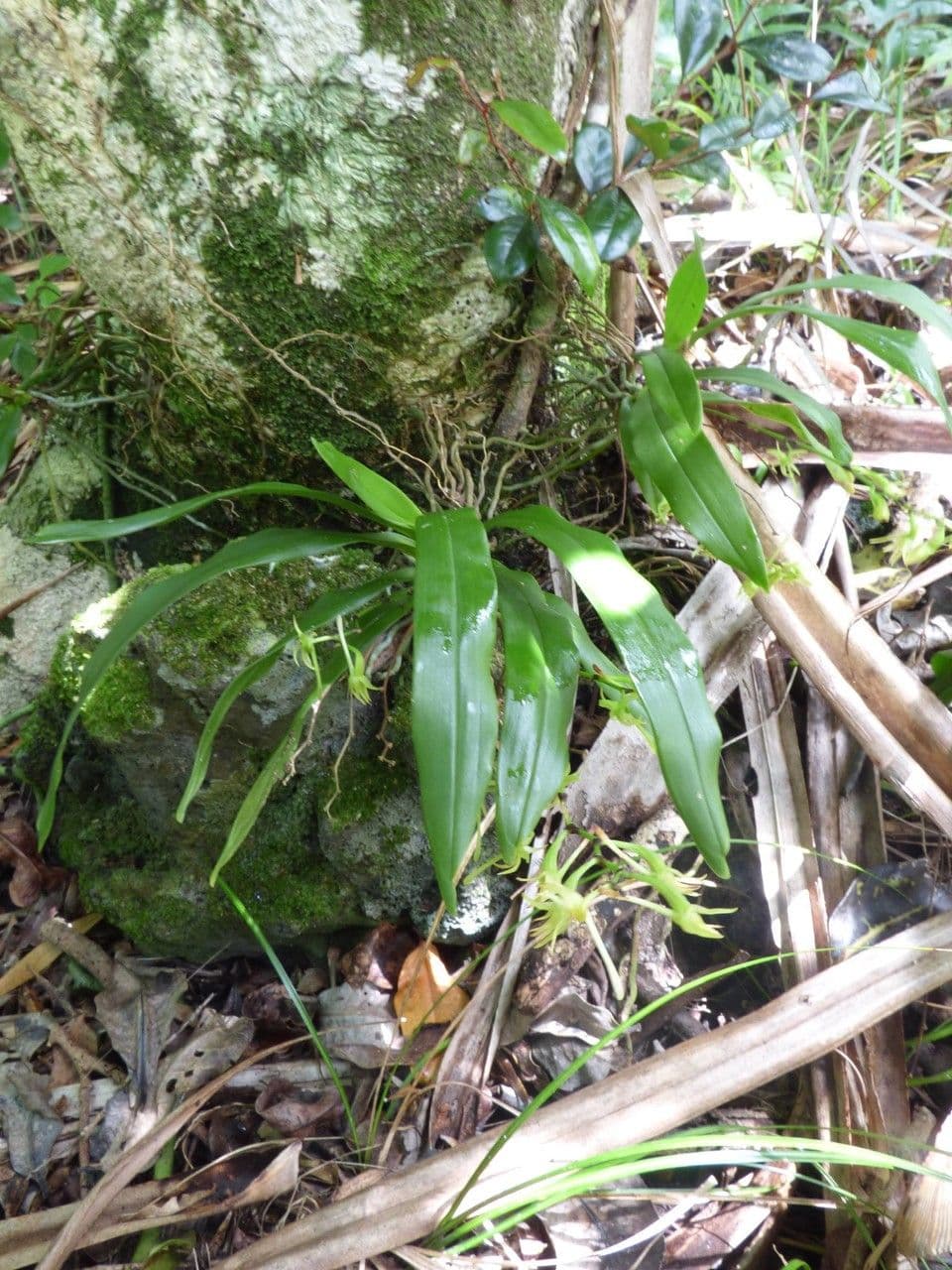 Angraecum 8