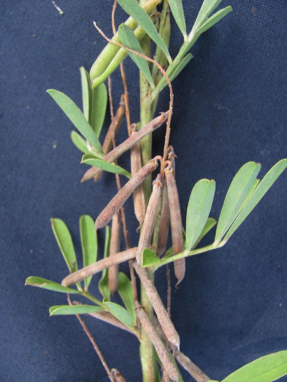Indigofera 23