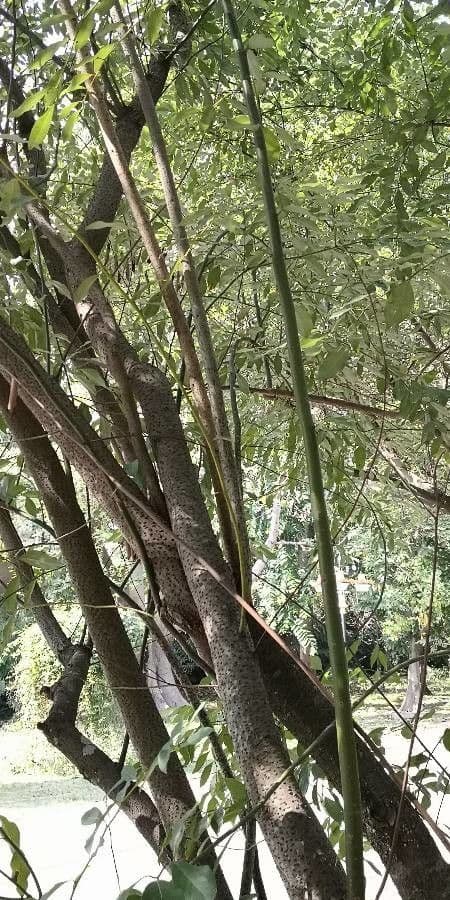 Lindera communis 3