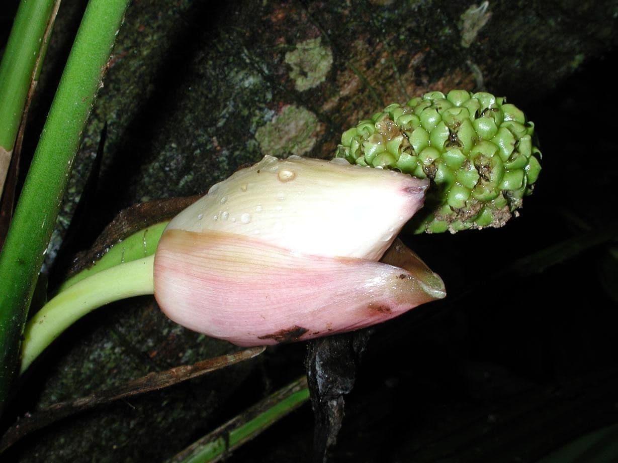 Evodianthus 2