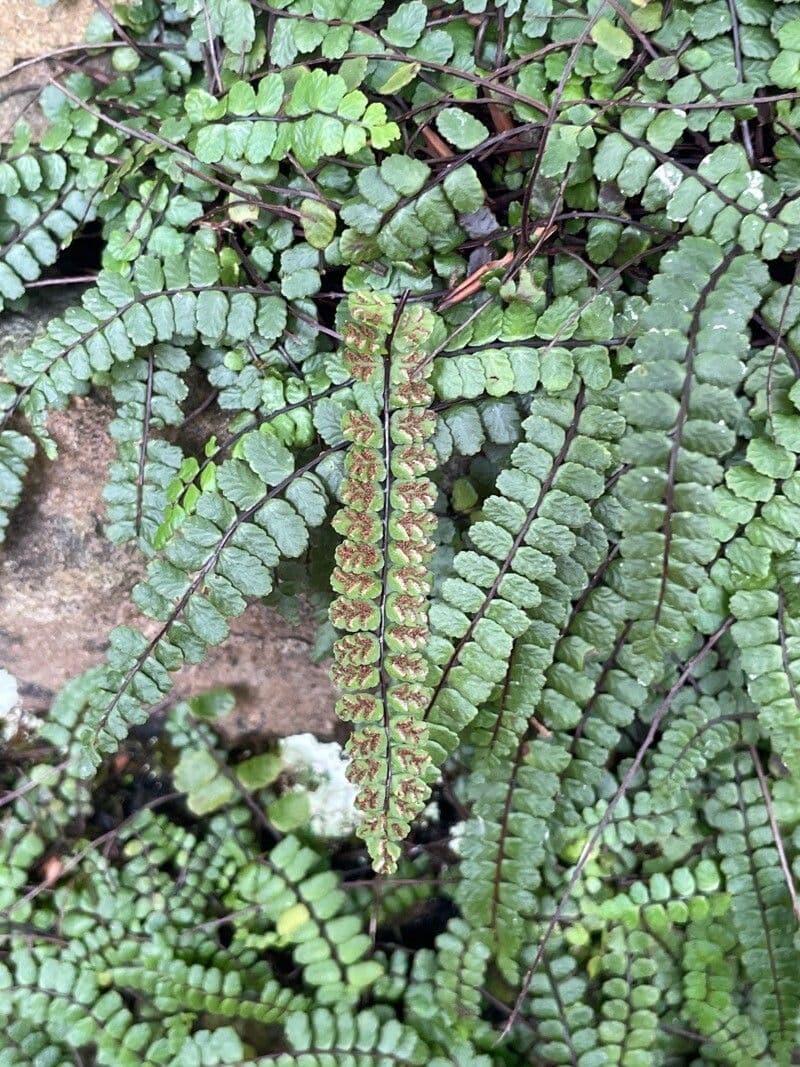 Erba rugginina 2