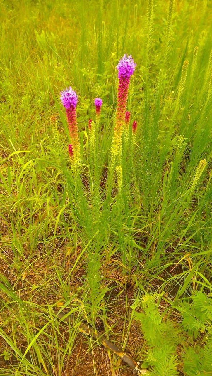 Liatris punctata 6