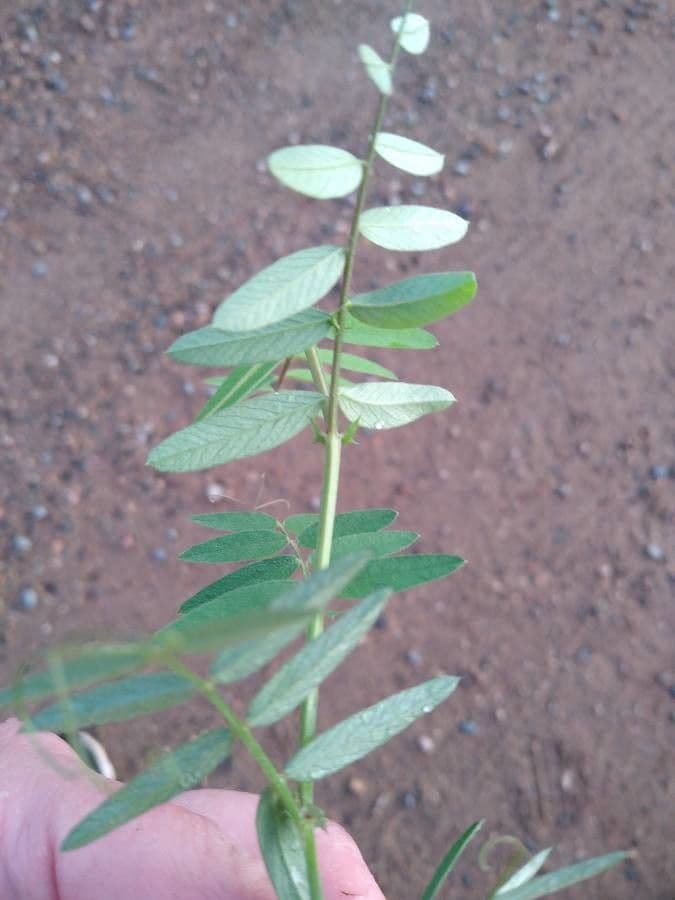 Soczewica jadalna 21