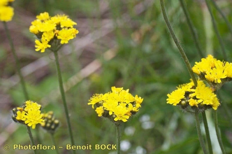 Pelosella con corimbo 20