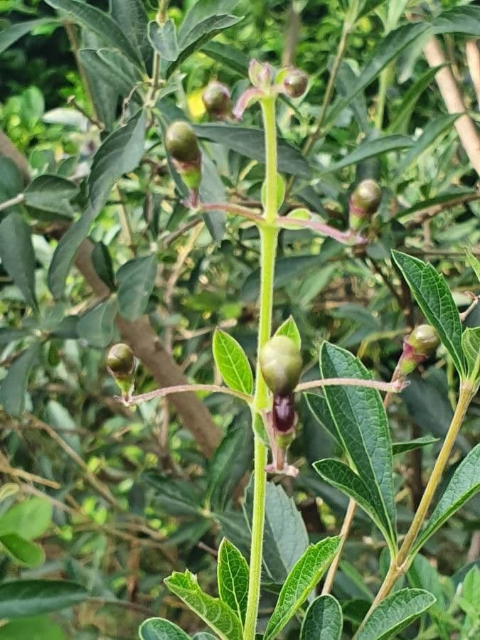 Lantana 28