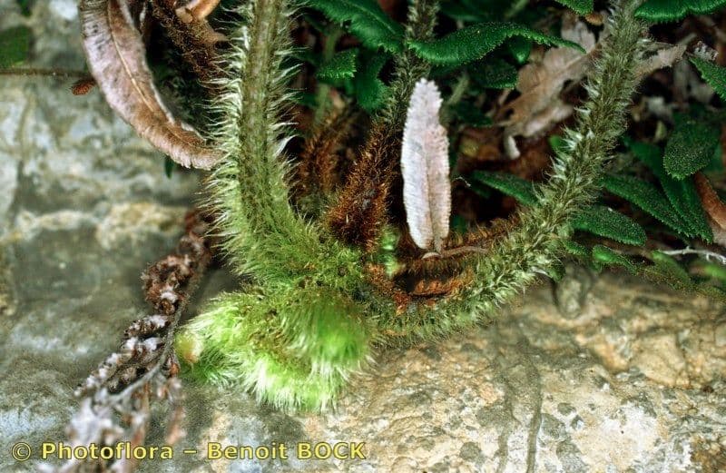 Pteris vittata 15