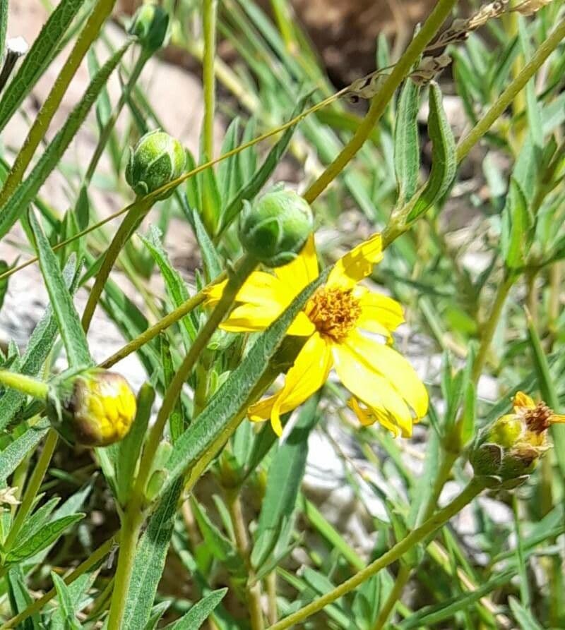 Acmella poléhavá