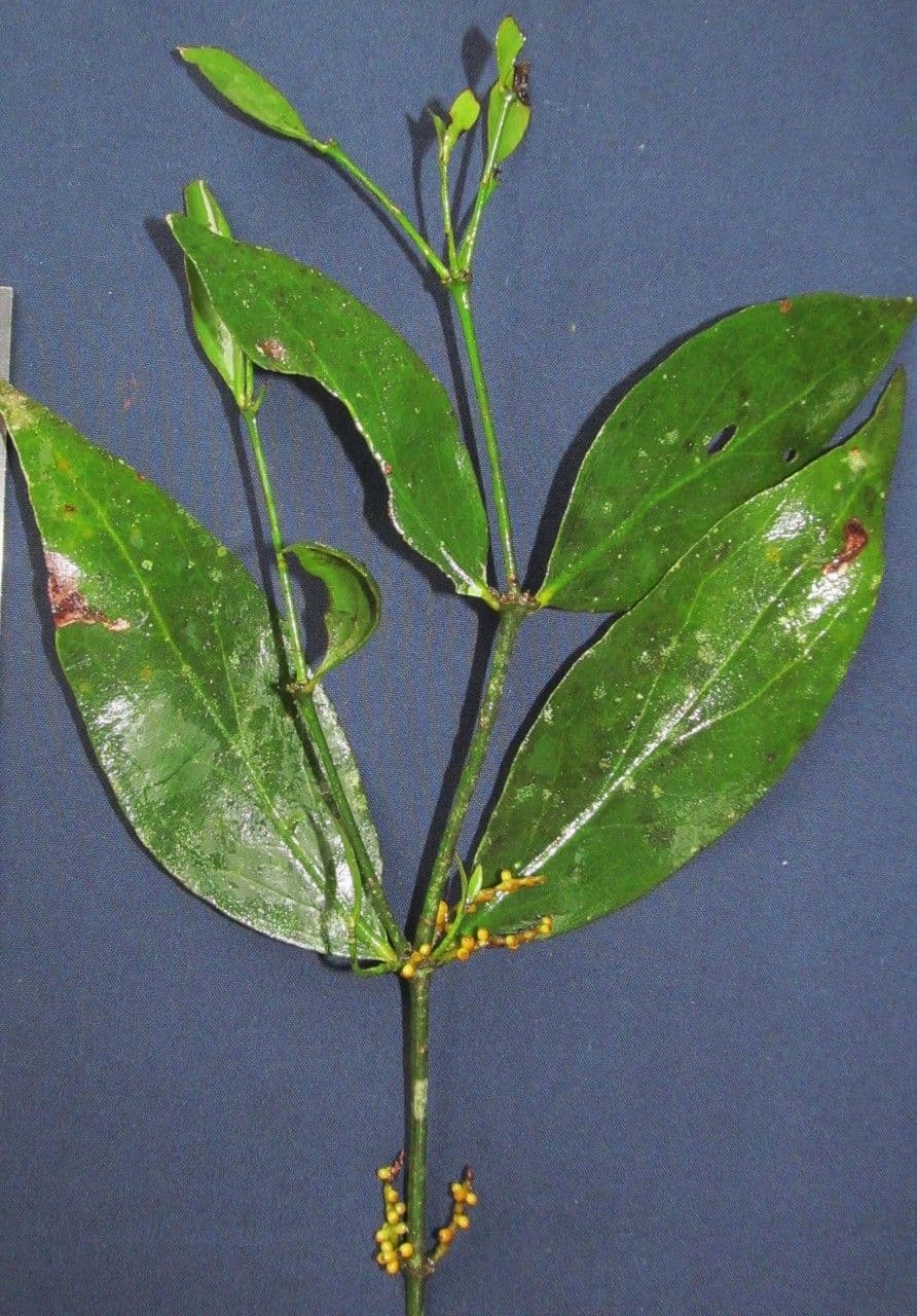 Phoradendron crassifolium 2