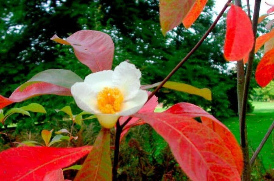 Franklinia 3