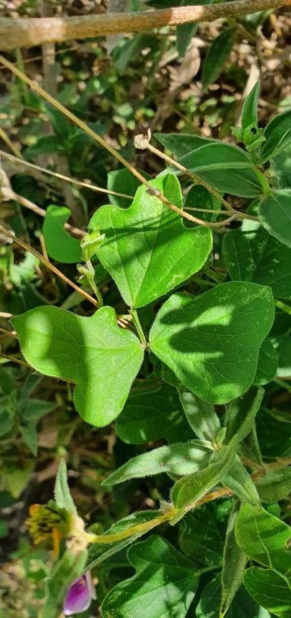 Vigna frutescens 17