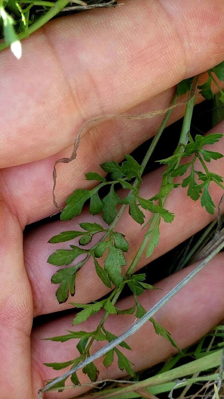 Sanicula dvoupírová 12