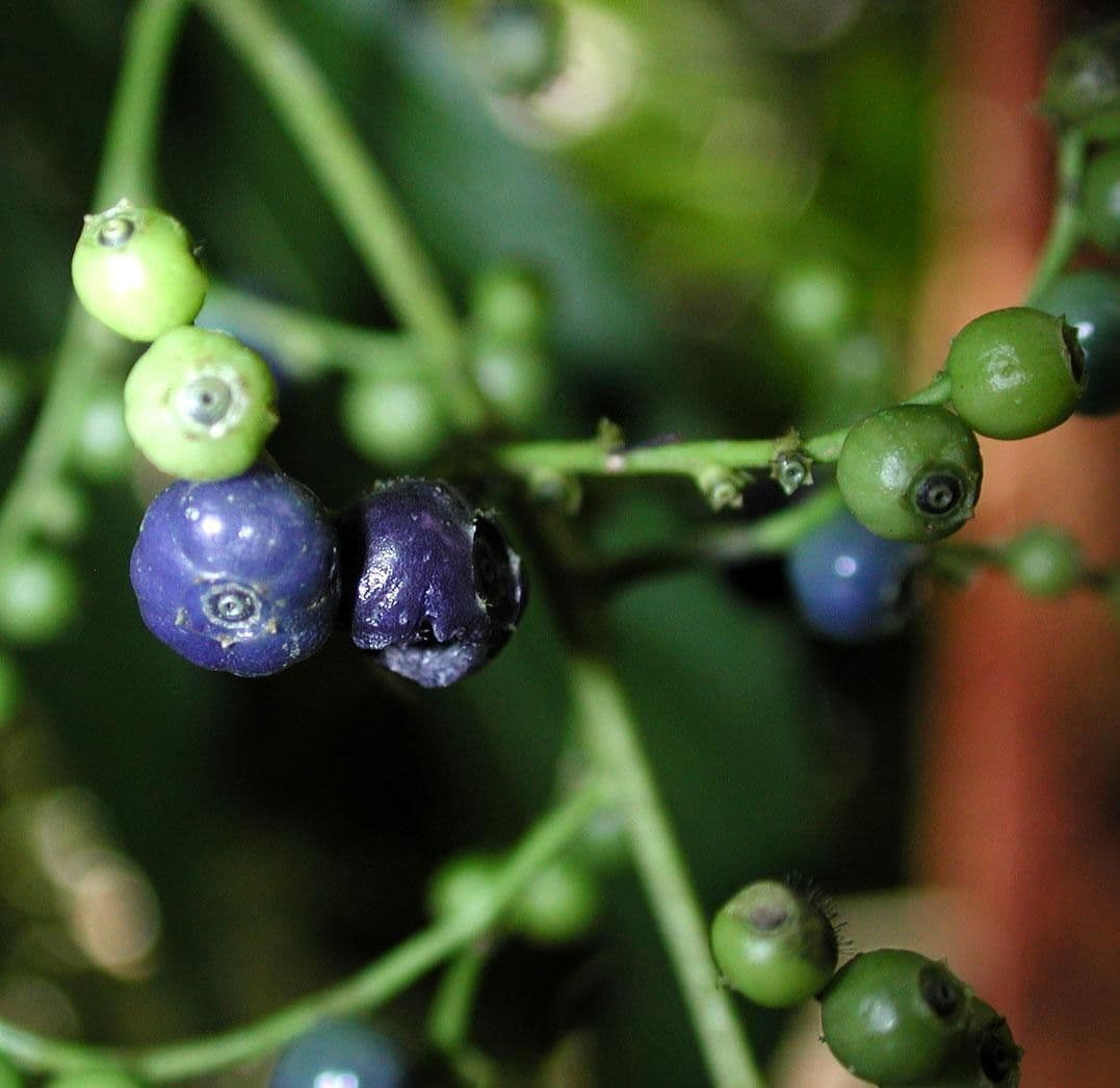 Bertiera 4