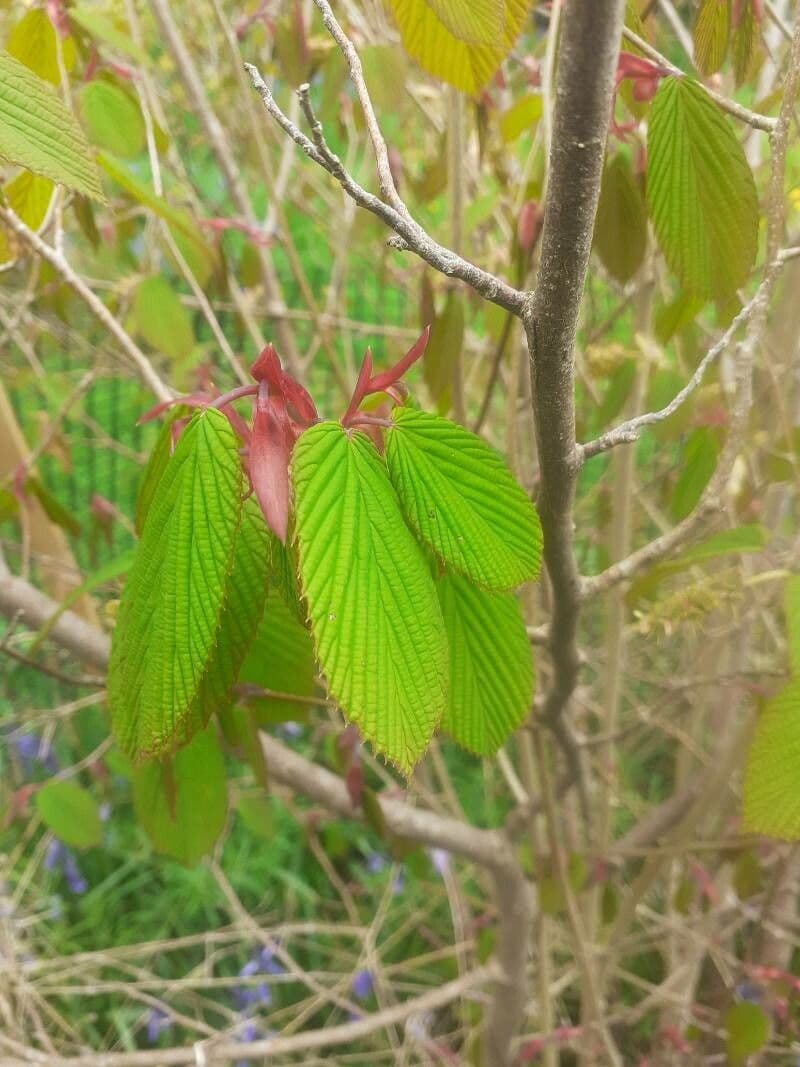 Corylopsis multiflore