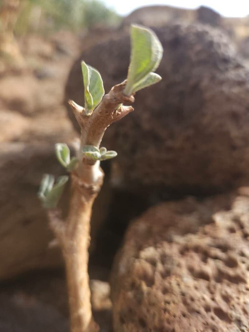 Sesamothamnus 20