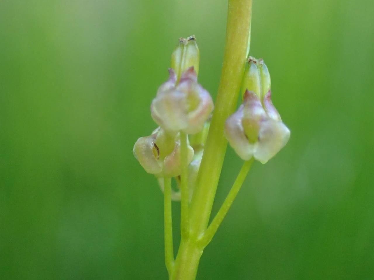 Giuncastrello palustre