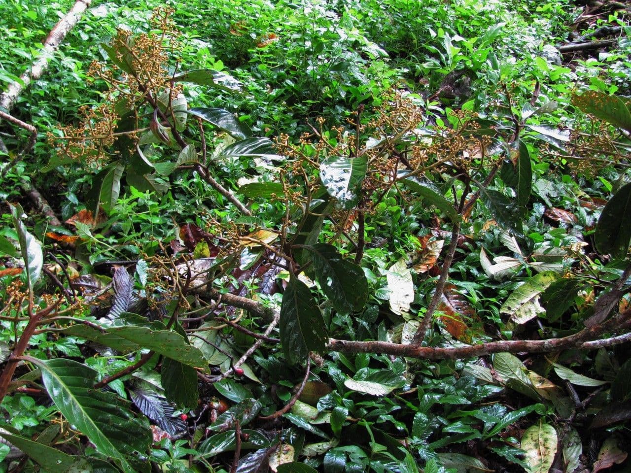 Ocotea