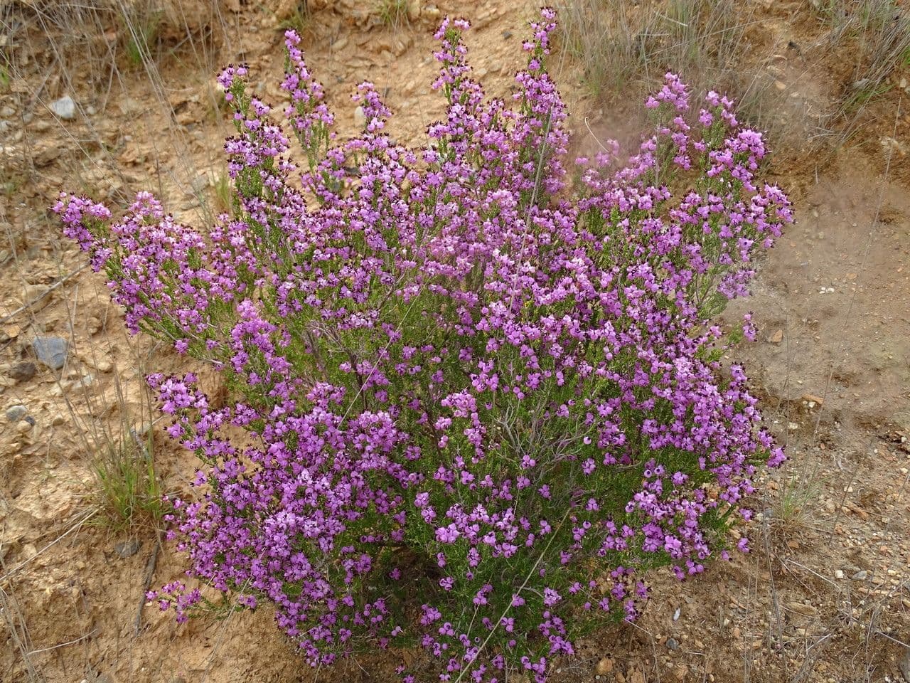 Spanische Glockenheide 17