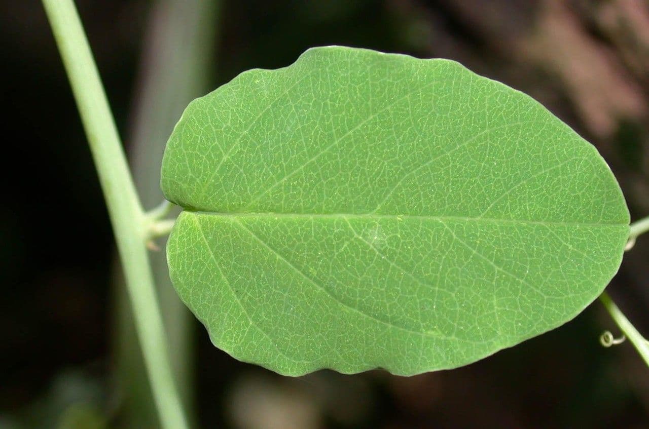 Passiflora 14