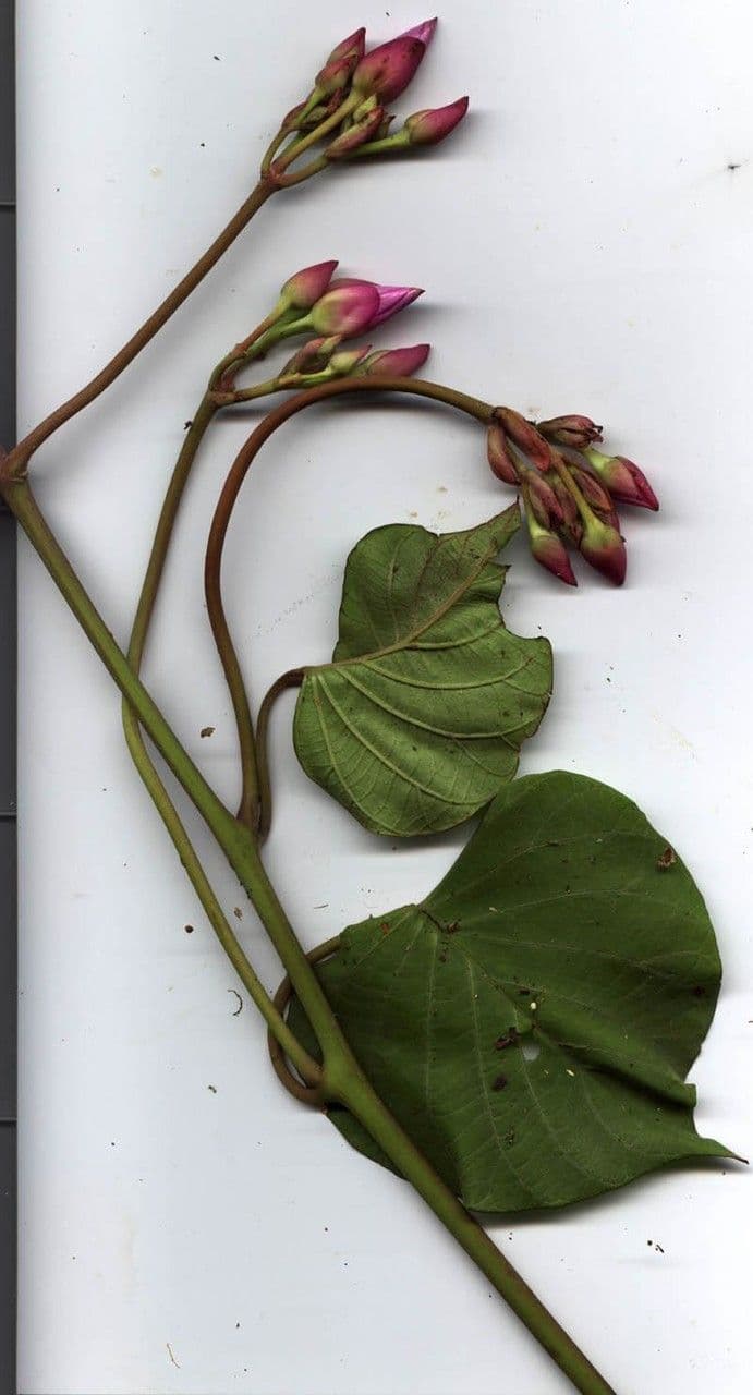 Ipomoea philomega 25