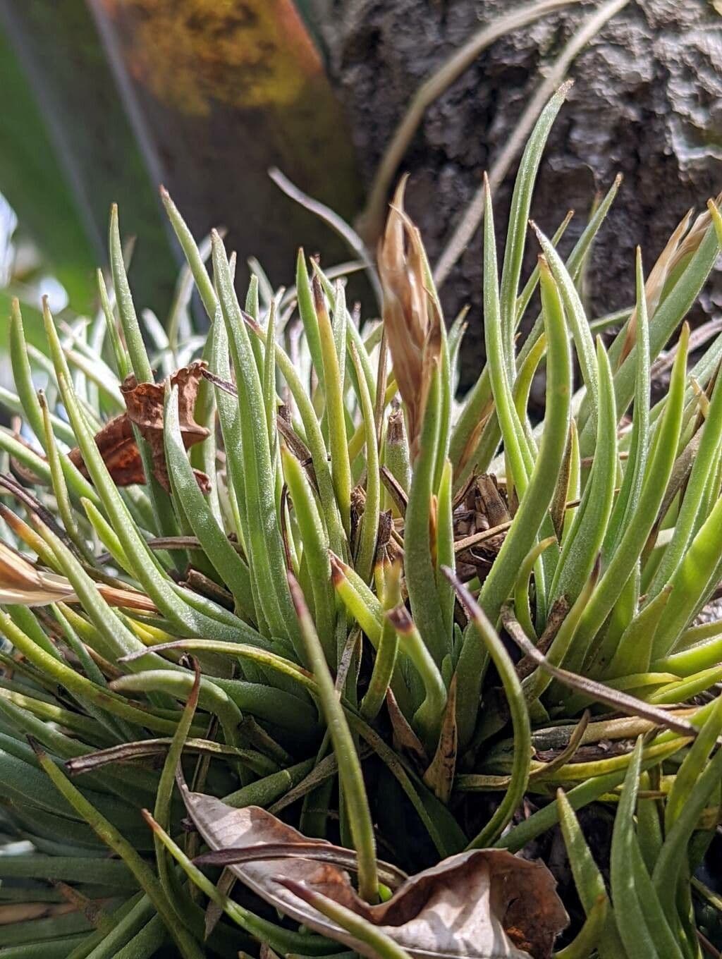 Tillandsia 7