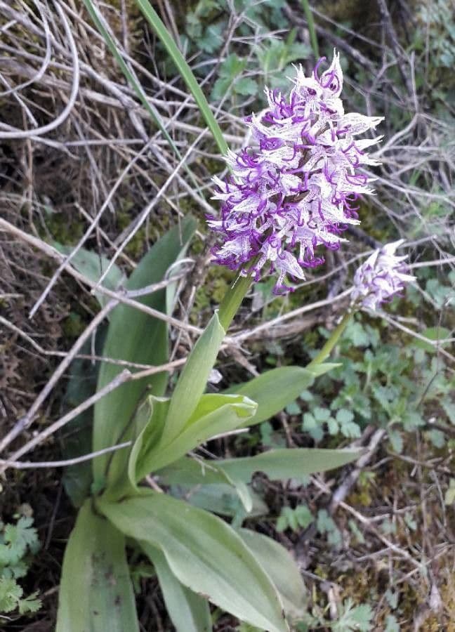 Orchide scimmia 9