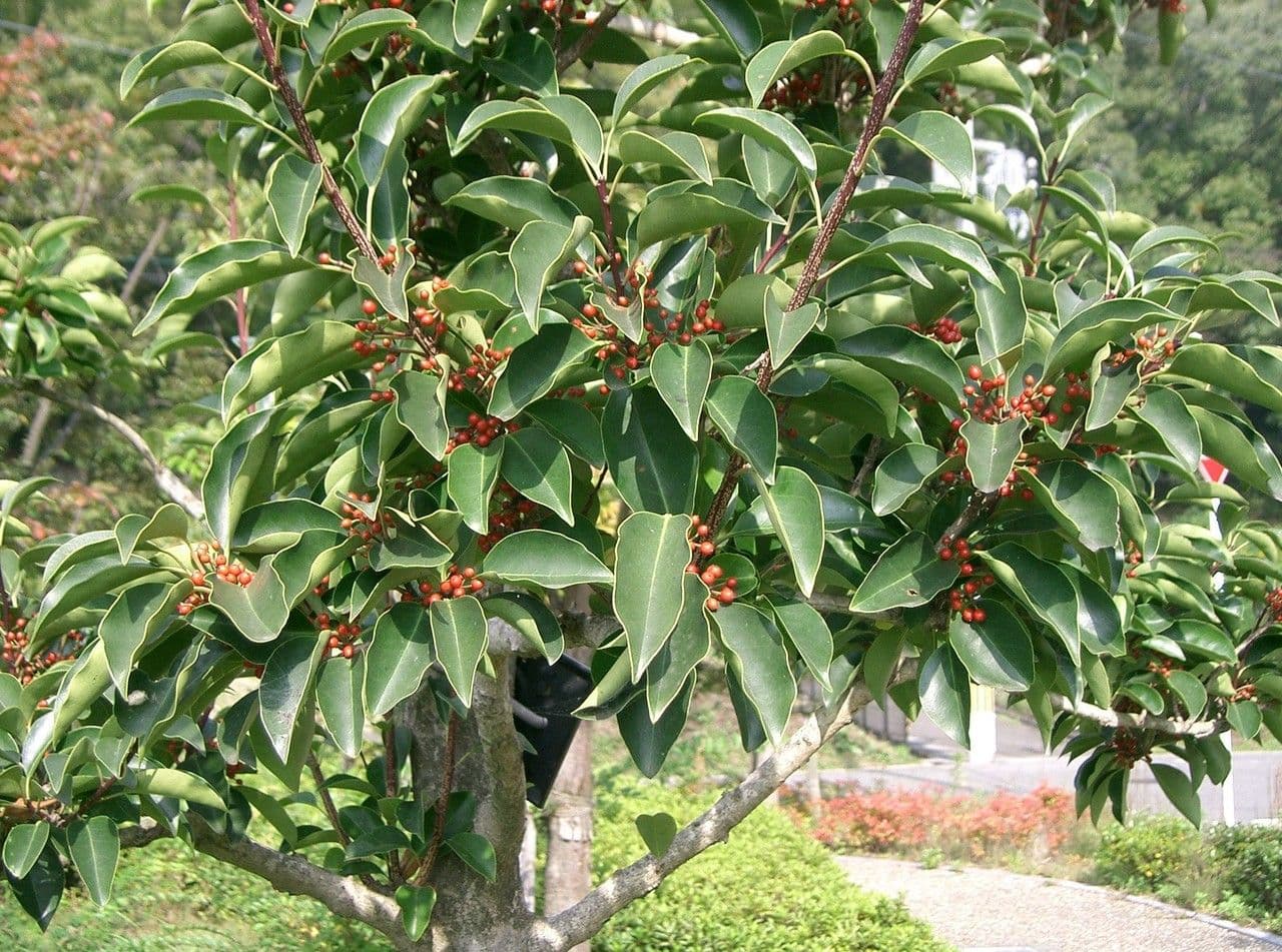 Ilex rotunda 10