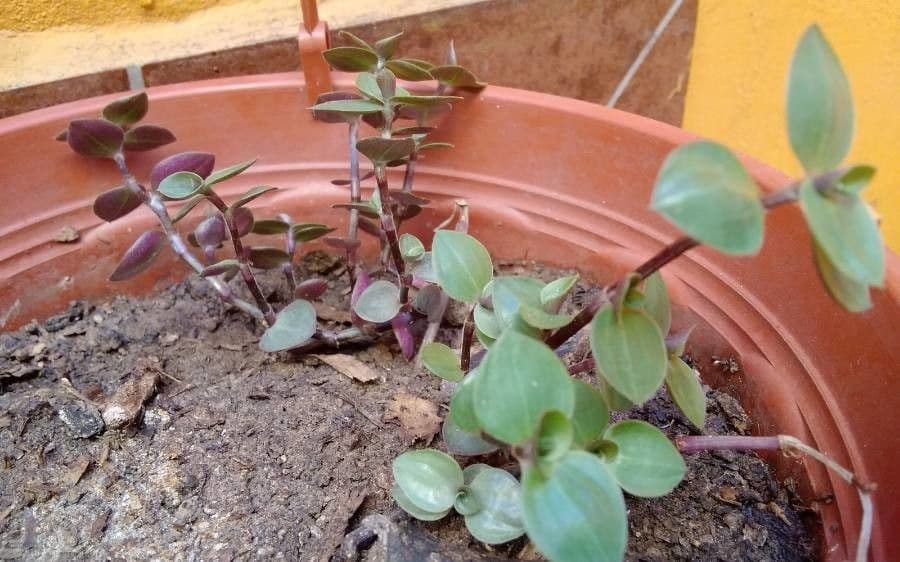 Callisia repens 8