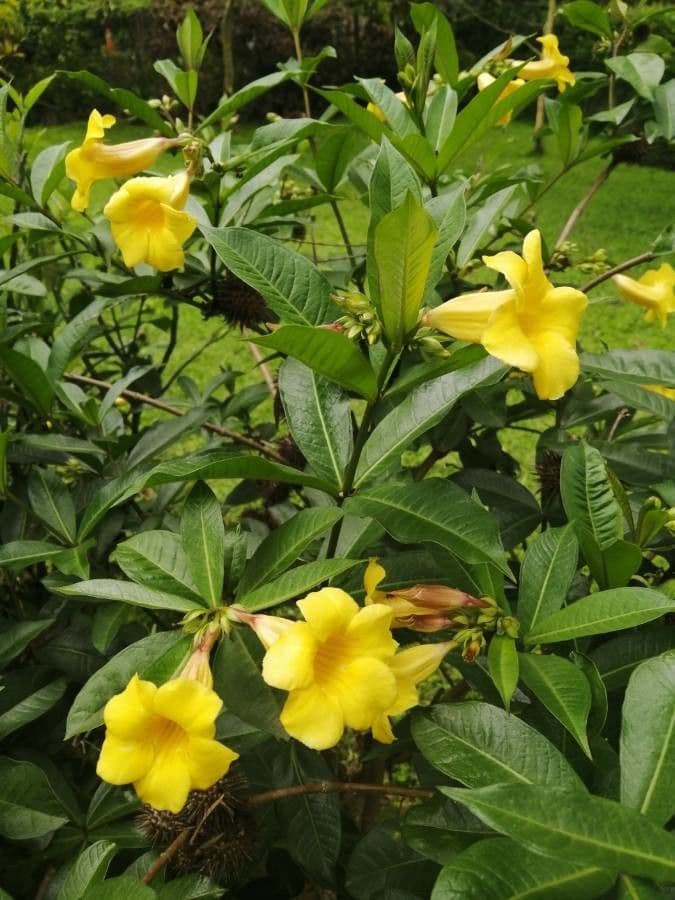 Allamanda 8