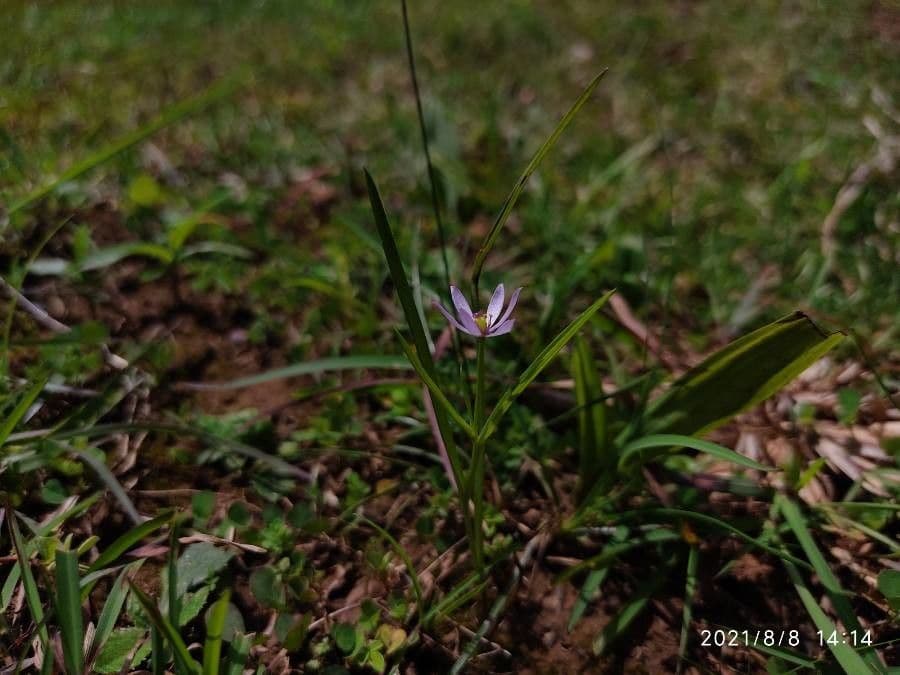 Iphigenia pallida