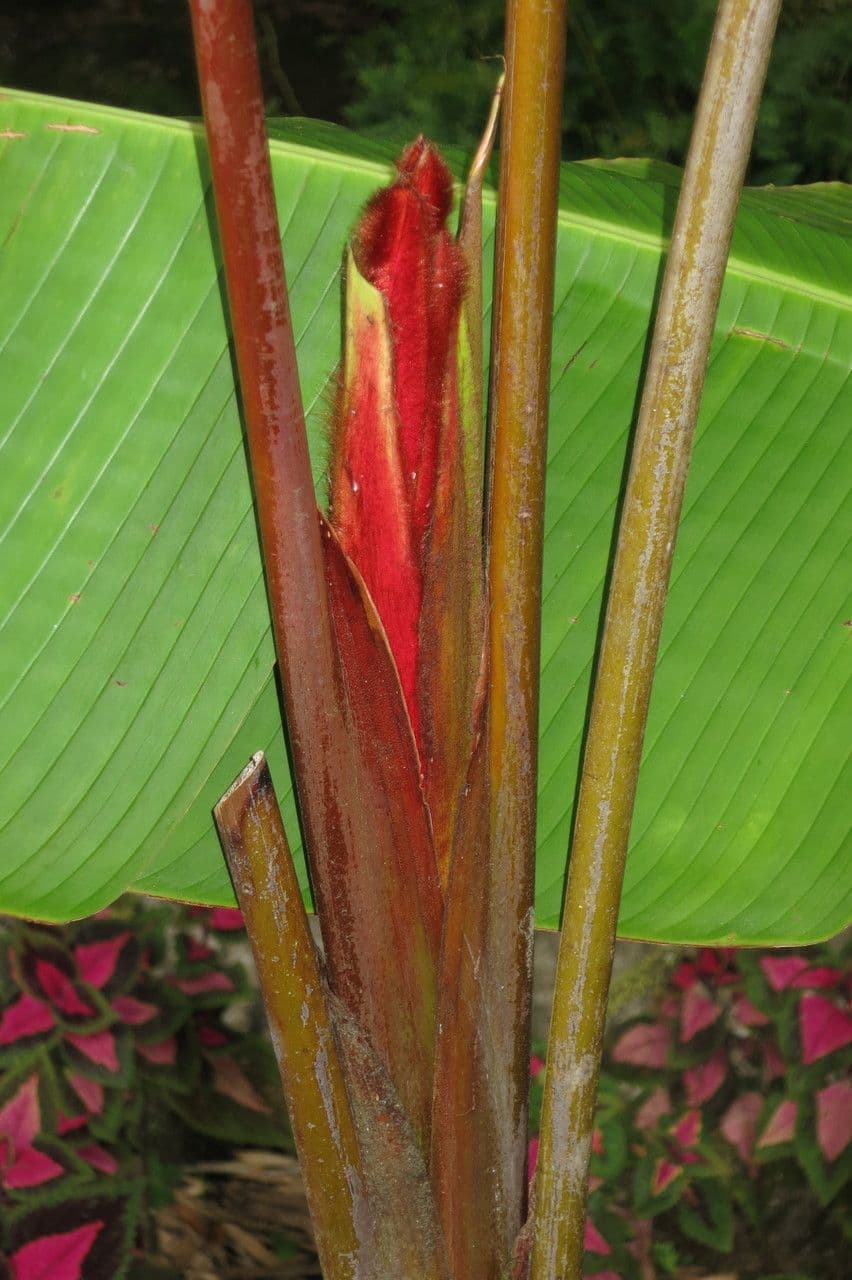 Helikonia 5