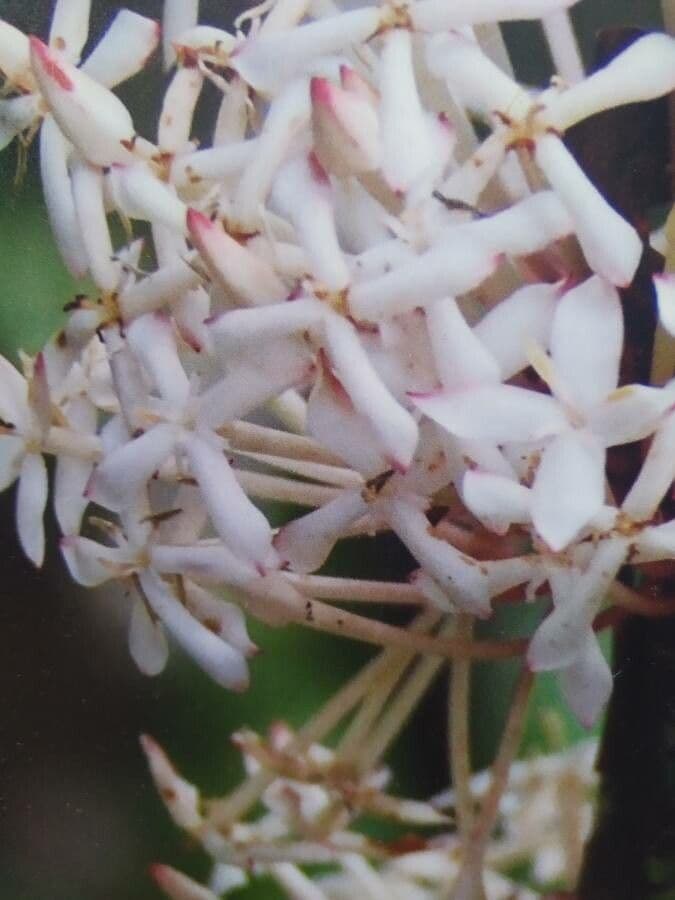 Ixora