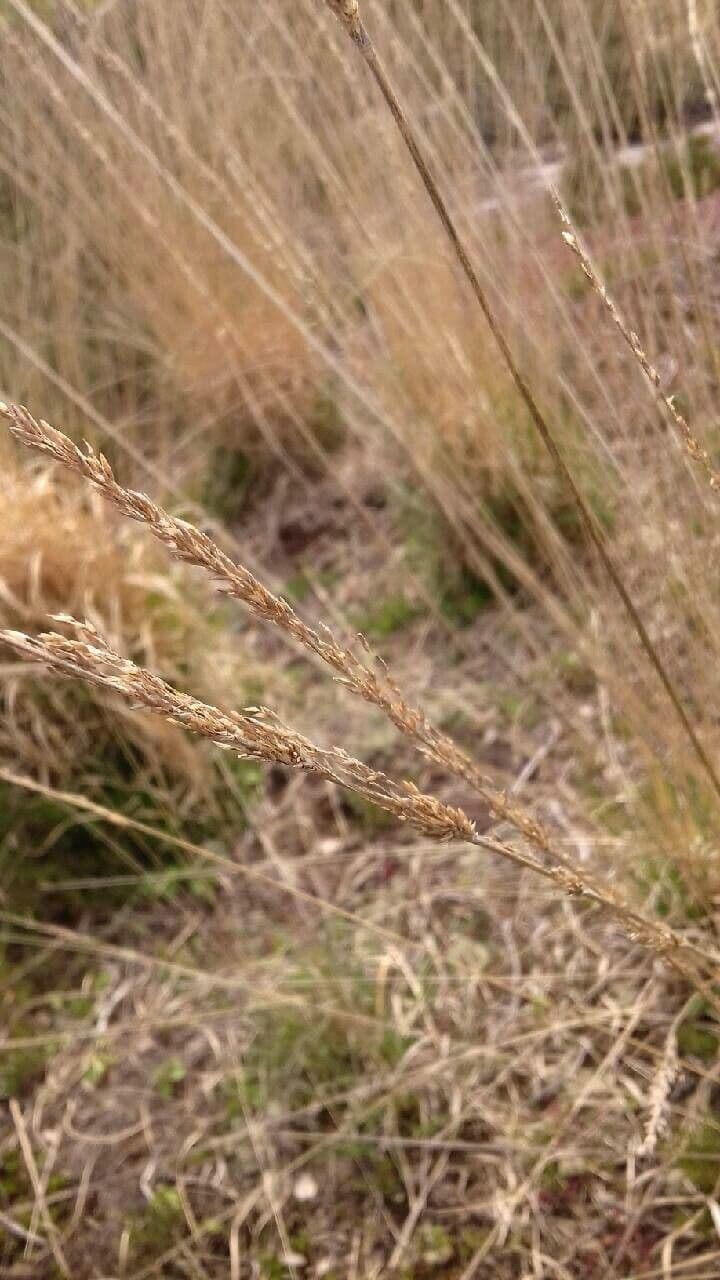 Molinia 2