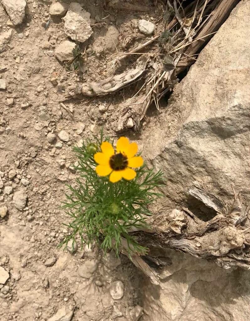 Adonis microcarpa 24