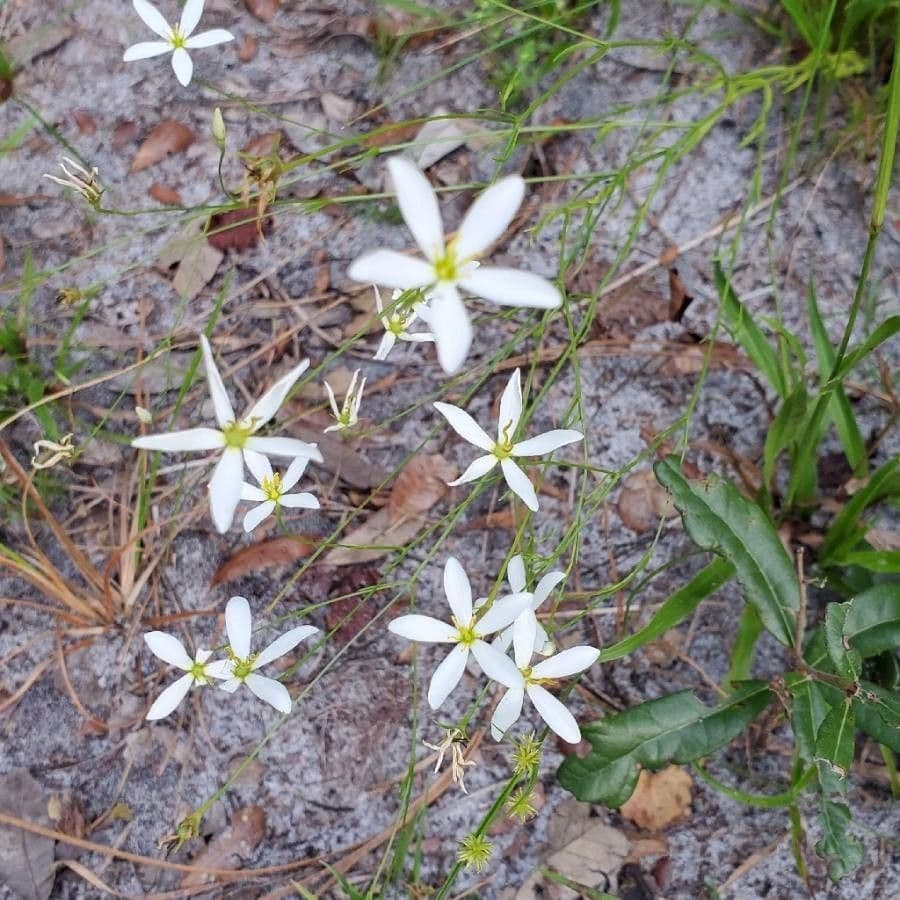 Sabatia brevifolia 5